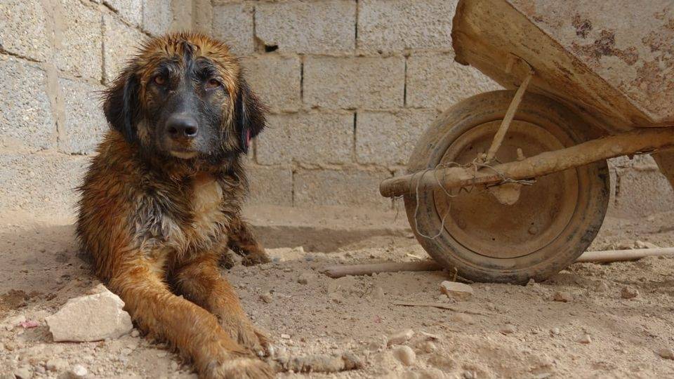 Morocco budgets $8.4m to manage stray dogs