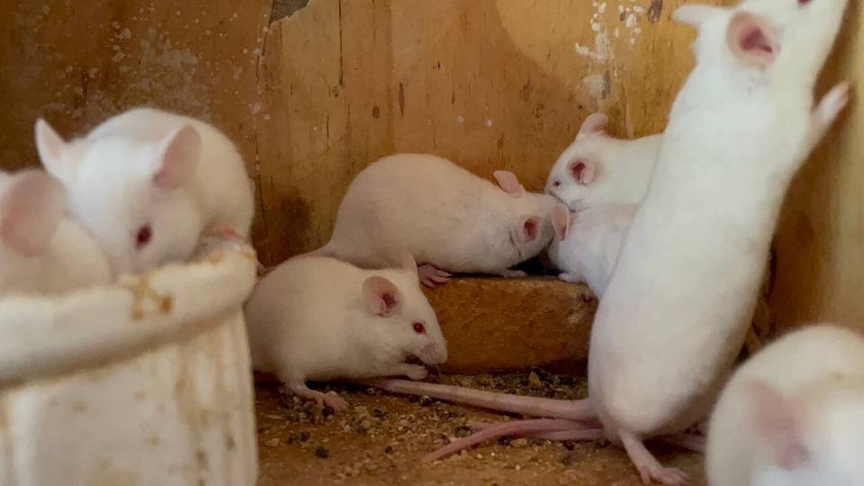 'Why I gave up rearing poultry for mice breeding'
