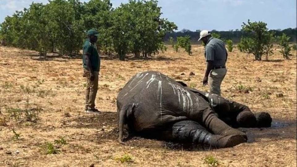 Abin da ya sa Zimbabwe za ta rage yawan giwaye ta hanyar kashe su