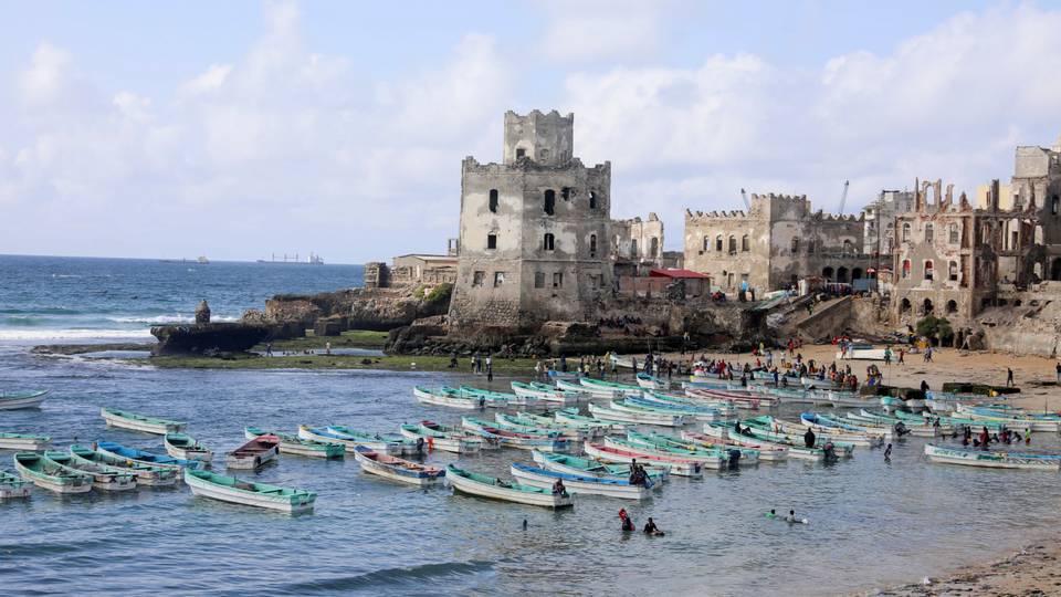 Scores of dolphins found dead on Somali beach