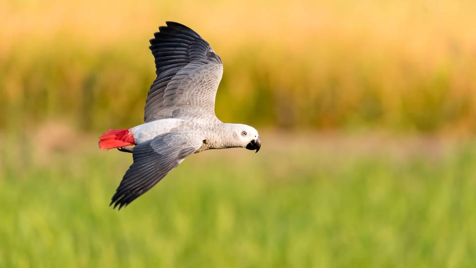 Exotic pets: The pains of Africa's snakes and parrots in a billion-dollar market