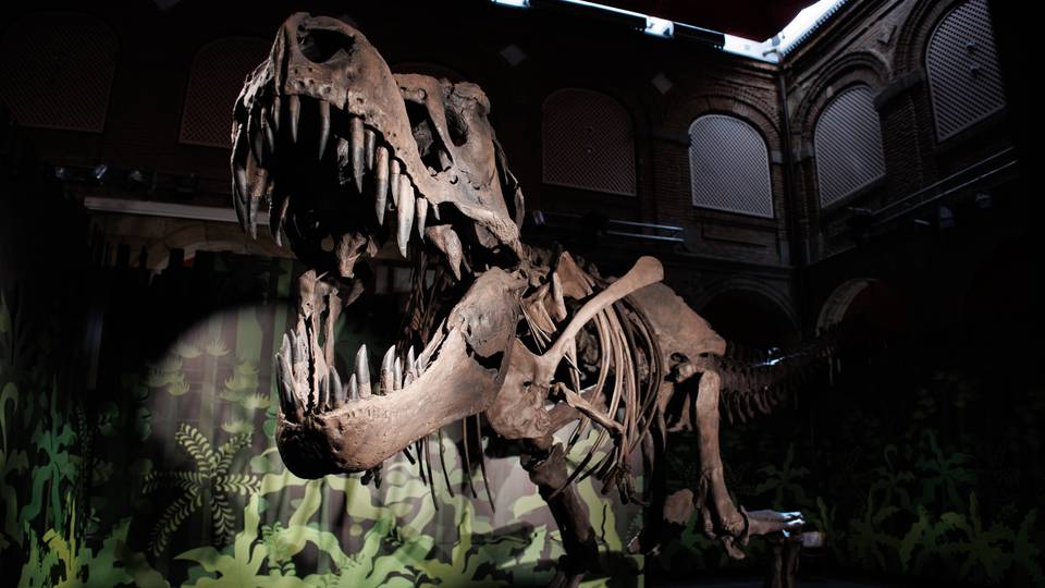 Scientists discover new dinosaur specie in Zimbabwe