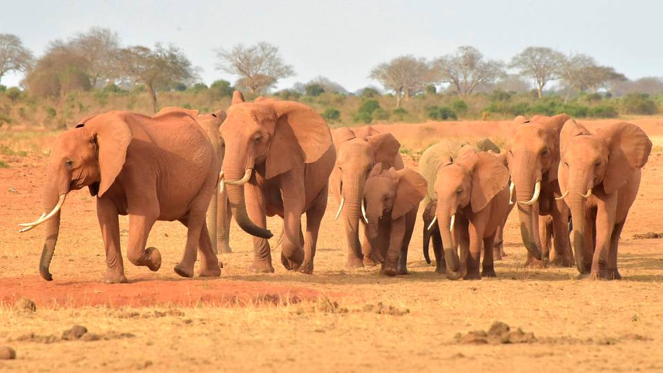 Kenya denies mining activity at popular Tsavo wildlife park