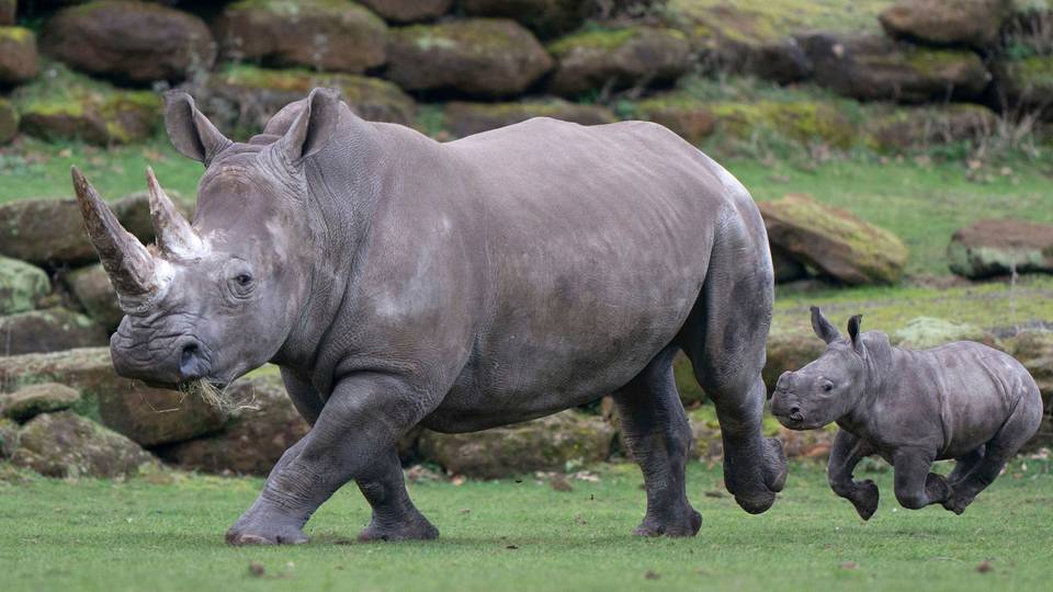 Number of white rhinos increase: report