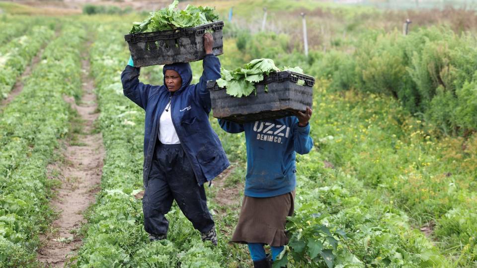 Au Ghana, les activités minières illégales sont-elles à l'origine de la hausse des prix des légumes ?