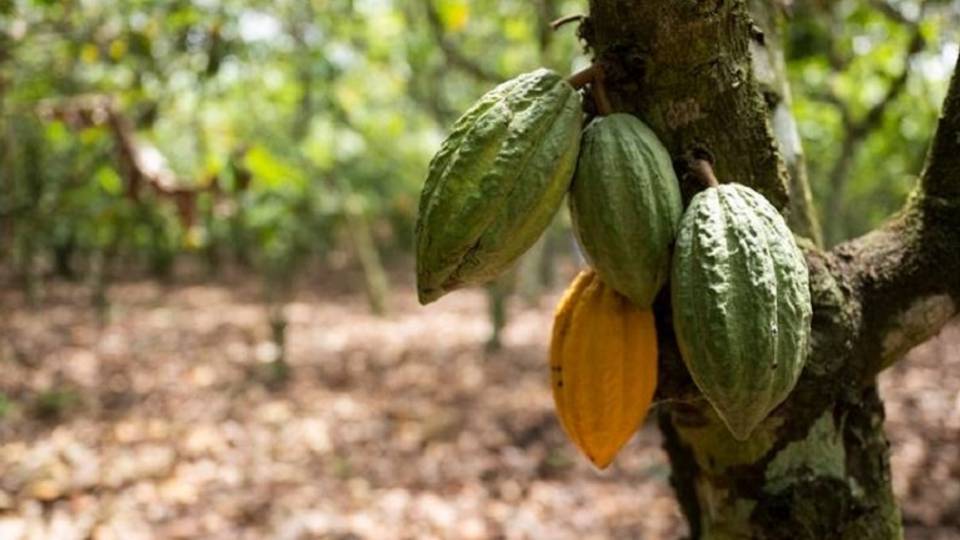 Yawaitar kwararar Hamada a Côte d'Ivoire da Liberia na da alaƙa da noman cocoa