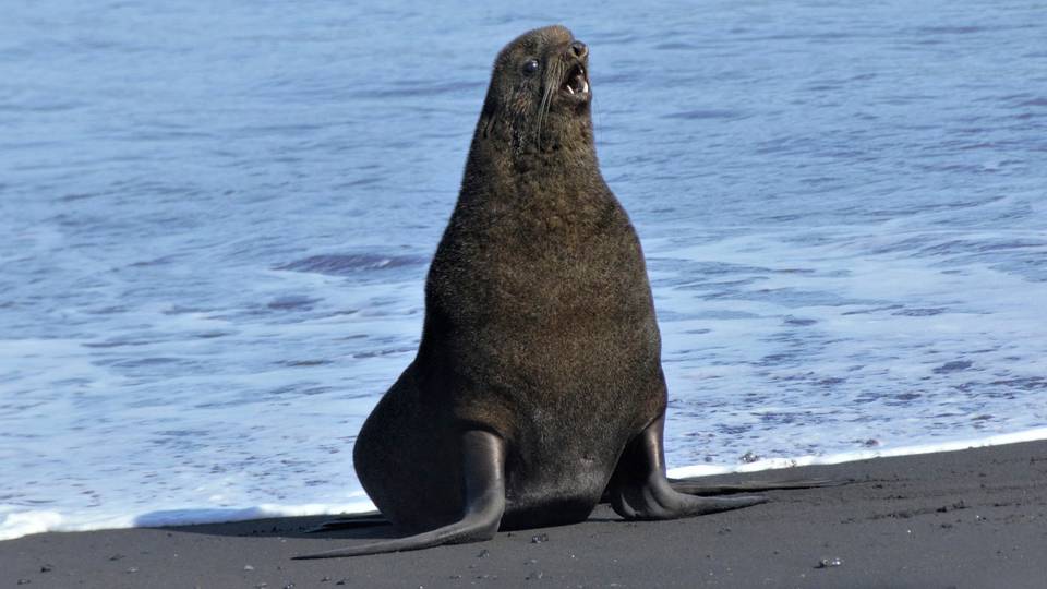 SA to trial vaccination of seals after first rabies outbreak