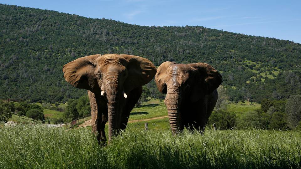 Alarming population decline in African elephants documented