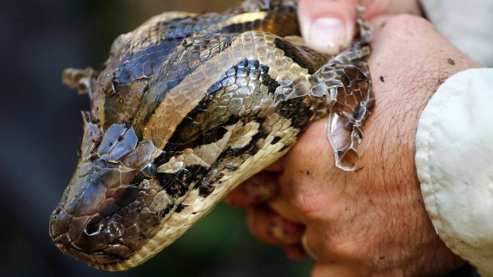 Un python avale une femme en Indonésie
