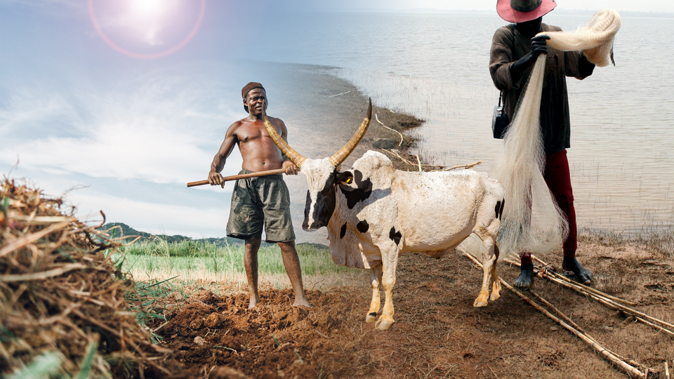 Hausse des températures : El Niño assèche le secteur agropastoral
