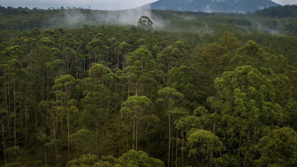 COP28 : le Congo, la France et l'Union européenne lancent un partenariat pour la biodiversité