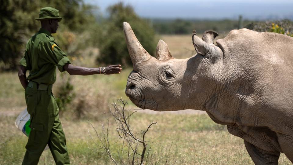 World's first white rhino IVF pregnancy may save species