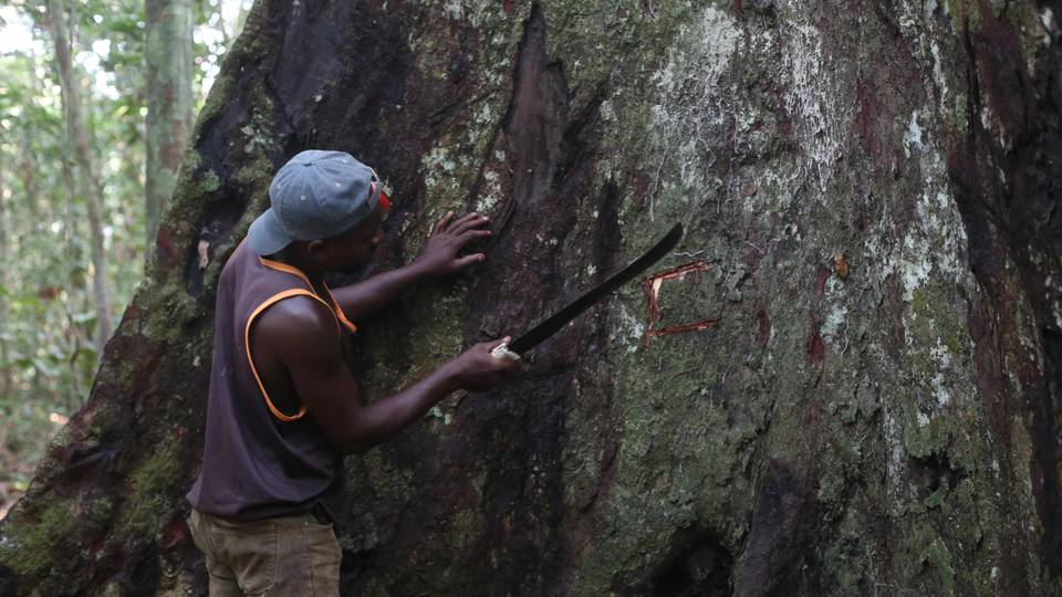 Gabon allows regulated logging of rare kevazingo tree
