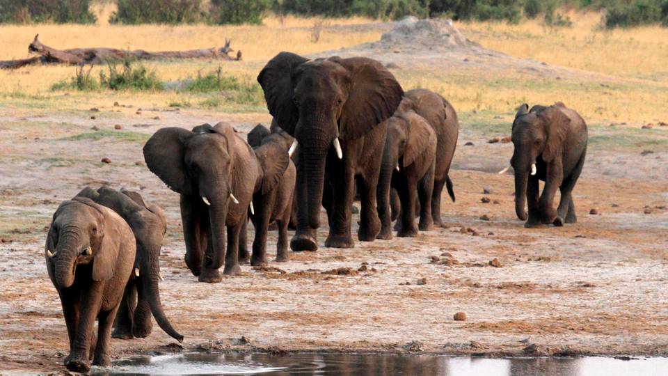 Zimbabwe to cull elephants amid drought battle