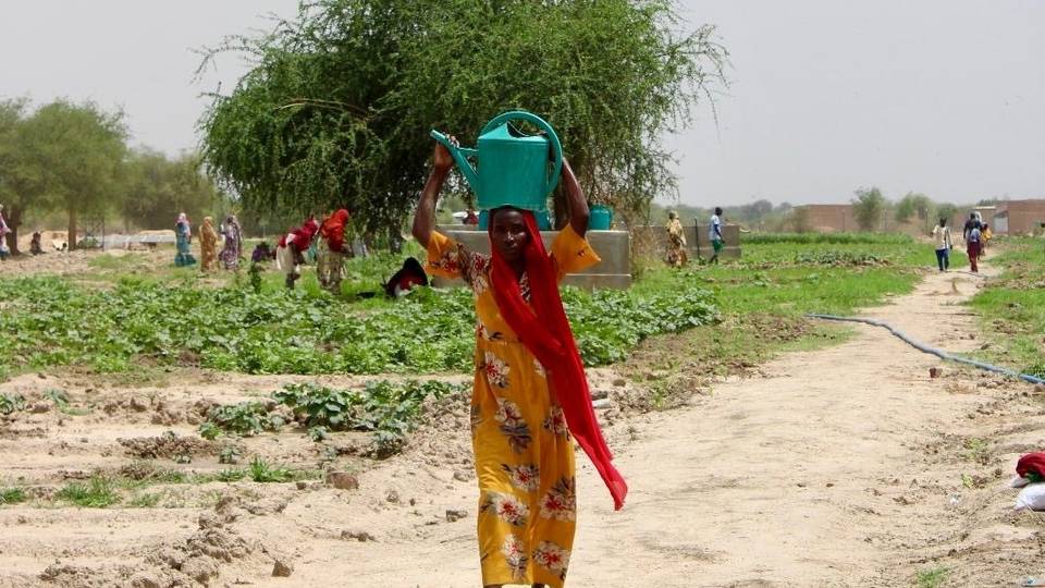 Kyakkyawan zato a Gaoui: Yadda wani ƙauyen Chadi da fari ya addaba ya samu nasara