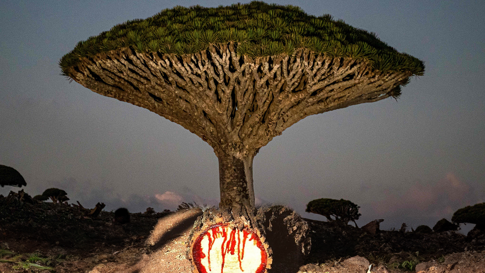 Trees that bleed: How science and tradition agree to differ