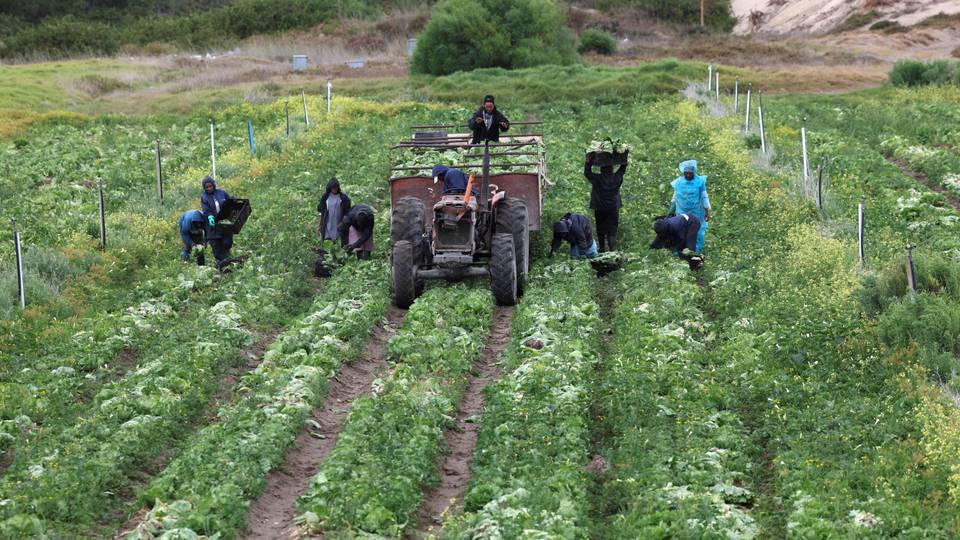 Heat stroke: South Africa warns farmers