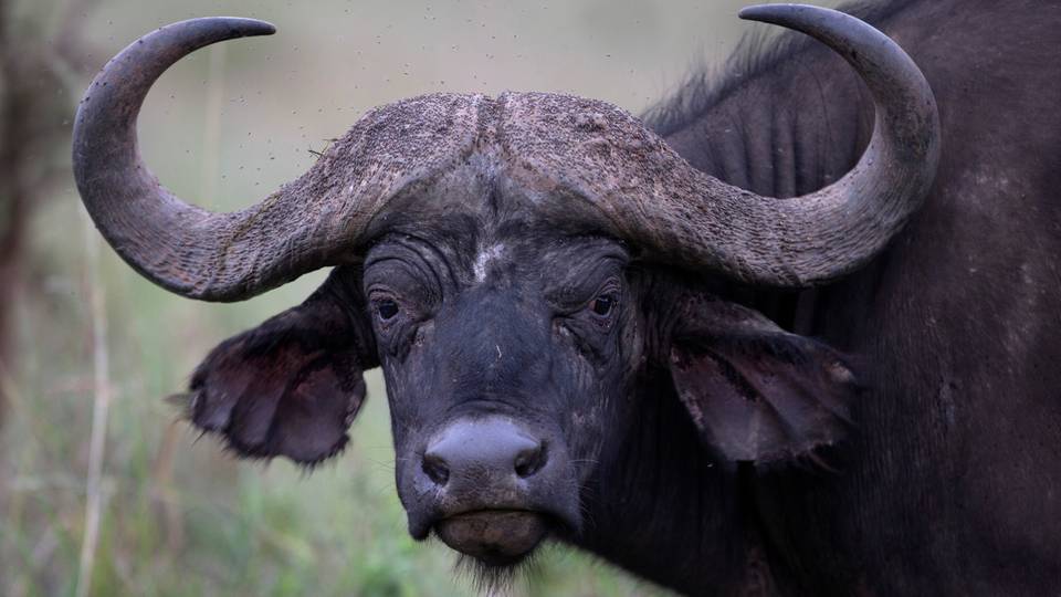 Kenya floods: Torrential rain leave buffaloes electrocuted