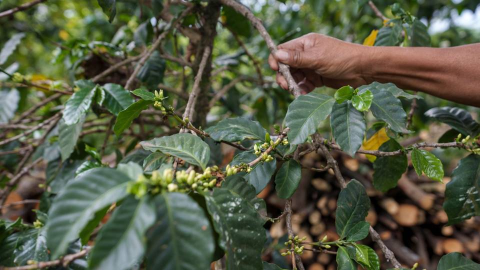 Ministry to 'take over' Uganda coffee regulator functions