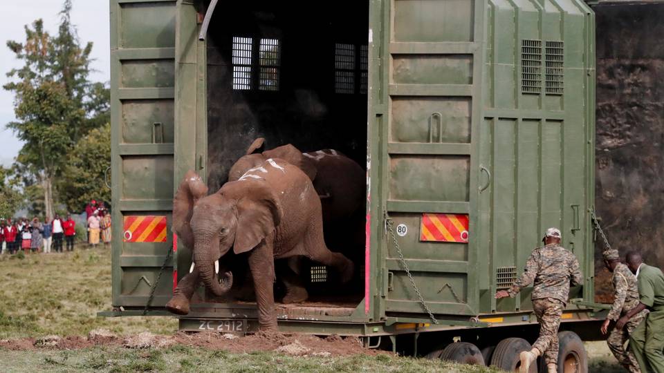 Kenya moves elephants to larger park as population more than triple