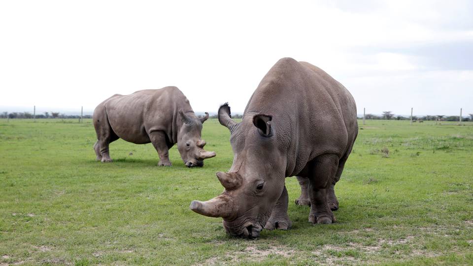 South African researchers test nuclear technology to curb rhino poaching