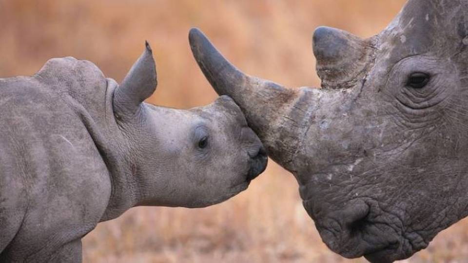 Afrique du Sud : une mission pour offrir un nouveau foyer à 2 000 rhinocéros blancs