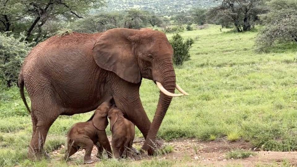 Rare elephant twins born at Kenyan park