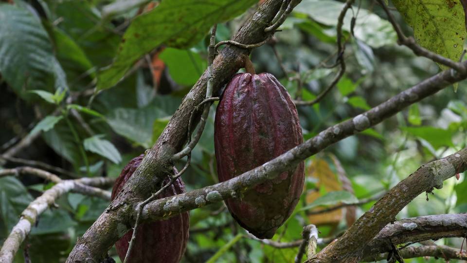 More rains, sun needed to boost Côte d'Ivoire cocoa crop