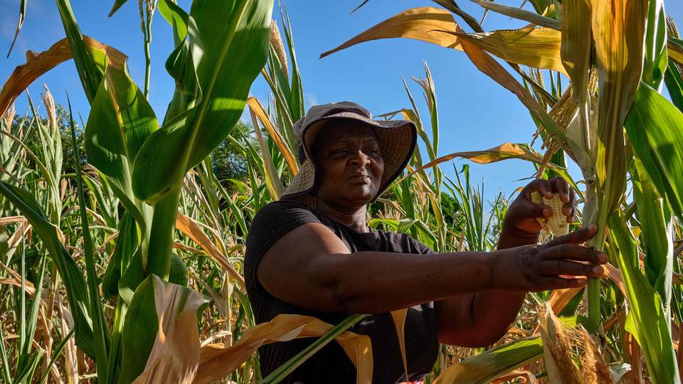 Le Malawi a besoin de 200 millions de dollars pour faire face au risque de famine lié à El Niño