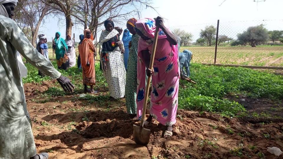 Babbar Katangar Bishiyu: Kariyar da Chadi ke yi daga hamada