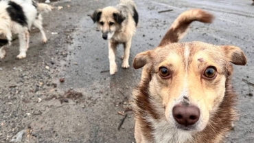 Zambia suspects poisoning in 'alarming number' of dog deaths