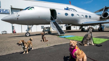 'Spa, doggie champagne' - airline fly dogs in first class