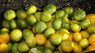 Bad weather shatters South Africa's orange exports