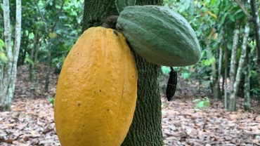 Hot dry spell could reduce Côte d'Ivoire cocoa mid crop
