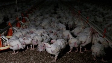 Namibia resumes South African poultry imports after 11-month ban