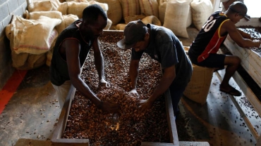 African cocoa: How price surge chokes global chocolate market