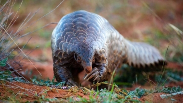 The fight to save Zimbabwe's endangered Anteaters