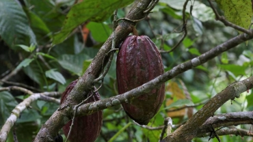 Ghana to raise price of cocoa paid to farmers