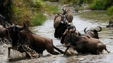 Kenyan environmentalist ends wildebeest route-obstruction case against top hotel