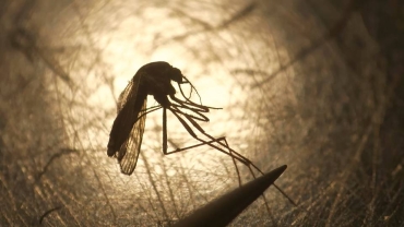 Anopheles Stephensi: What is this mosquito spreading double parasites?