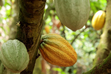 Cameroon cocoa output drops to lowest record in five years