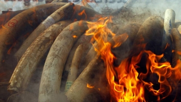 Nigeria destroys seized ivory worth $11.2m