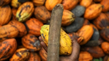 Cocoa swollen shoot disease worsening in Ghana