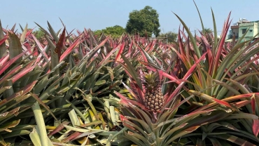 Kenya probes fatal 'assault' of four men at pineapple farm