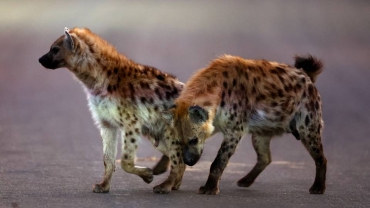 Lions fight for survival as hyenas thrive at South Africa park