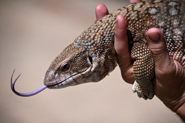 Arrests in Spain over exotic African lizards trafficking