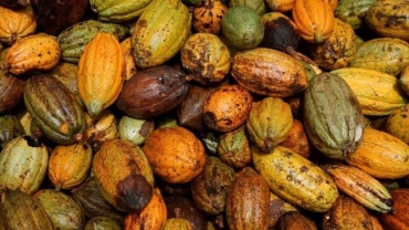 Ghana's Cocobod urges more funds to fight cocoa disease