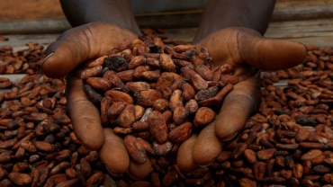 Côte d'Ivoire seizes 2,000 tonnes of falsely declared cocoa beans