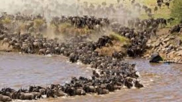 Maasai Mara: Why danger is the essence of great wildebeest migration