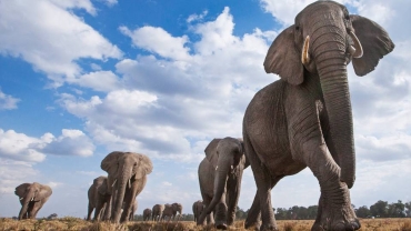 Botswana president decries elephant 'overpopulation'